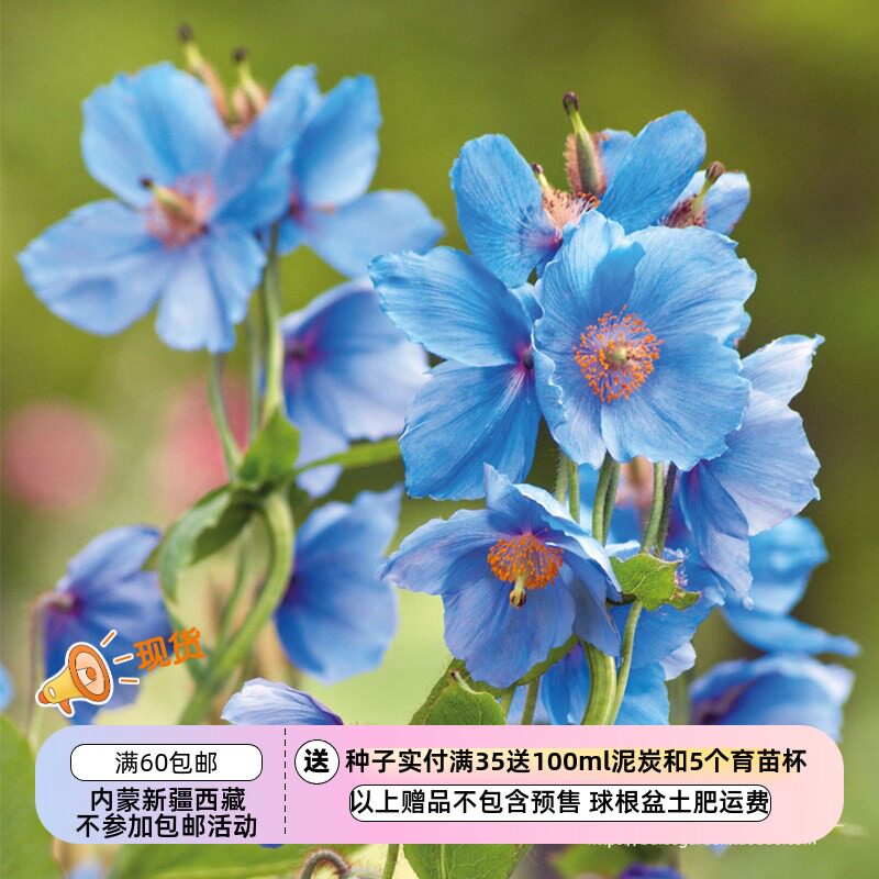 【种子】多年生  喜马拉雅绿绒蒿 大花四倍体 5粒
