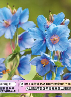 【种子】多年生绿绒蒿四倍体10粒