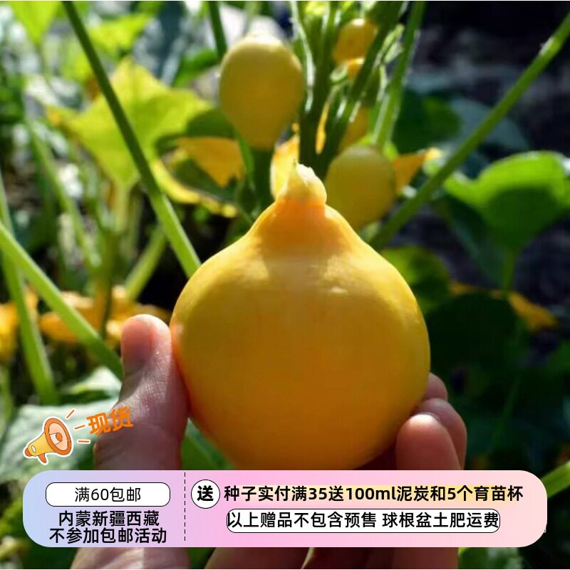 【种子】蔬菜 新手友好家庭菜园 西葫芦 小瓜 夏日柠檬 3粒
