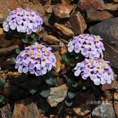 十字花科匙叶屈曲花5粒