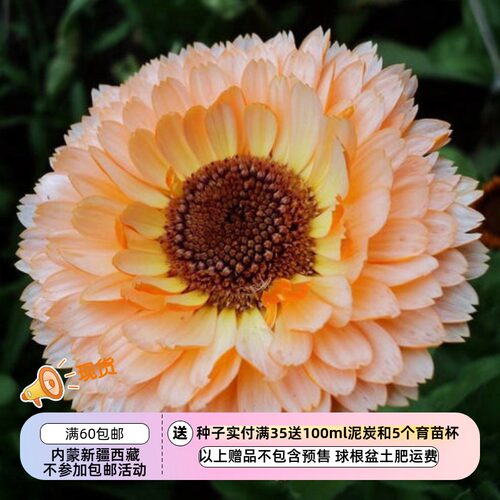 疯狂的小羊金盏菊粉红惊喜