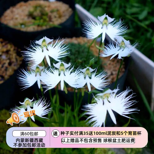 【球根型兰花】春季种植 多年生 山野草 白蝶兰属 鹭草 2种可选