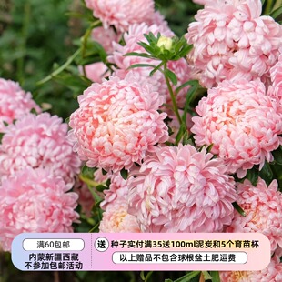 【种子】一年生 切花型重瓣翠菊 公爵夫人 杏色 10粒