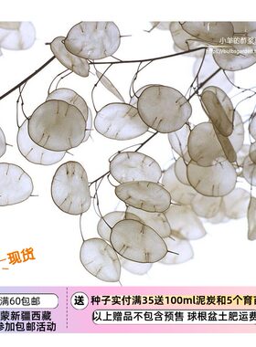 多年生种子多年生干花素材种子