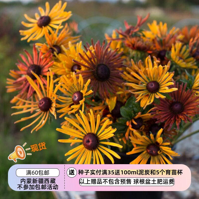 疯狂的小羊黑心菊放射壮花瓣图片