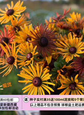 疯狂的小羊黑心菊放射壮花瓣