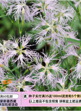 【种子】多年生 甜美香气 石竹科 瞿麦 浅粉流苏 5粒