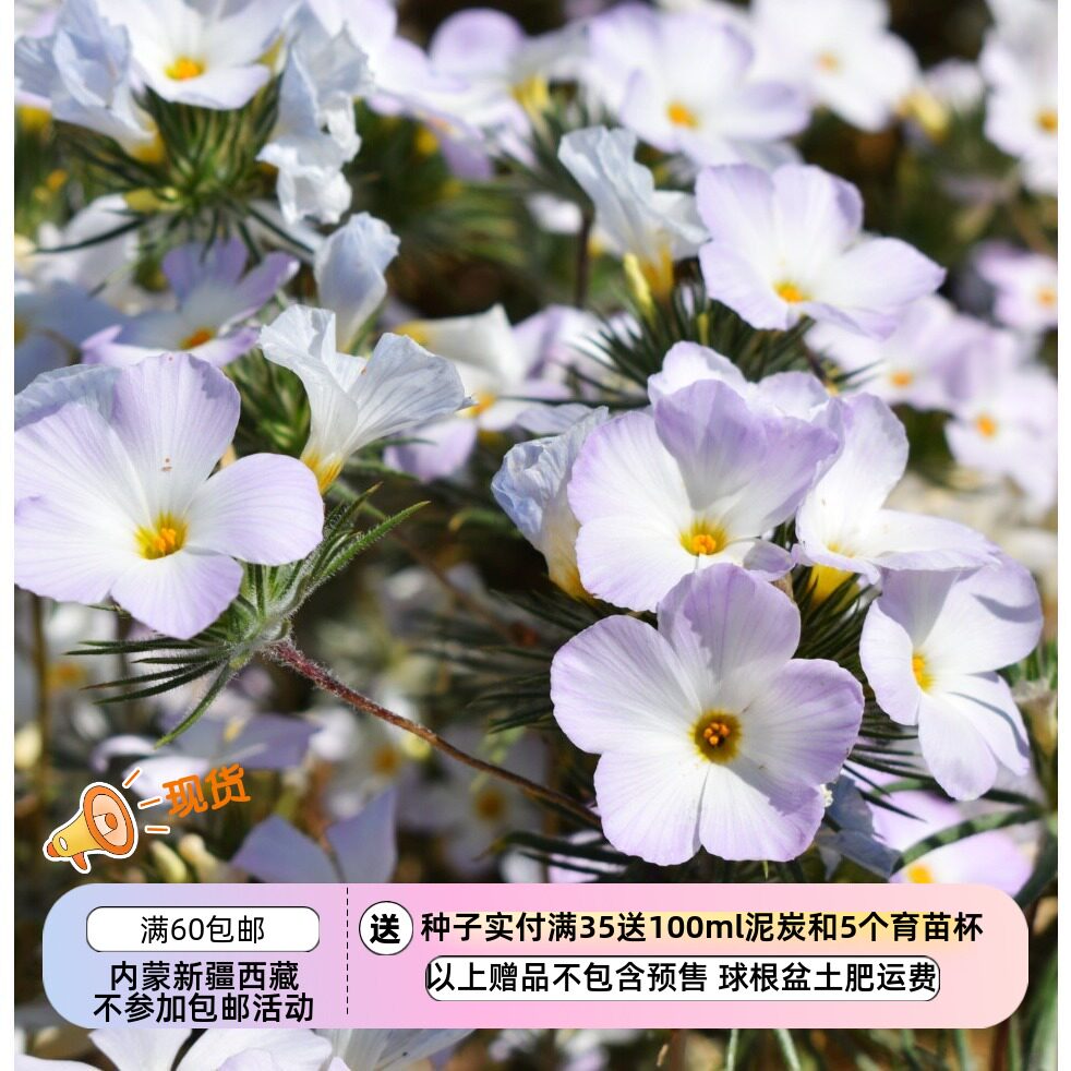 【种子】花芳香 针叶山福禄考 Mountain Phlox 10粒