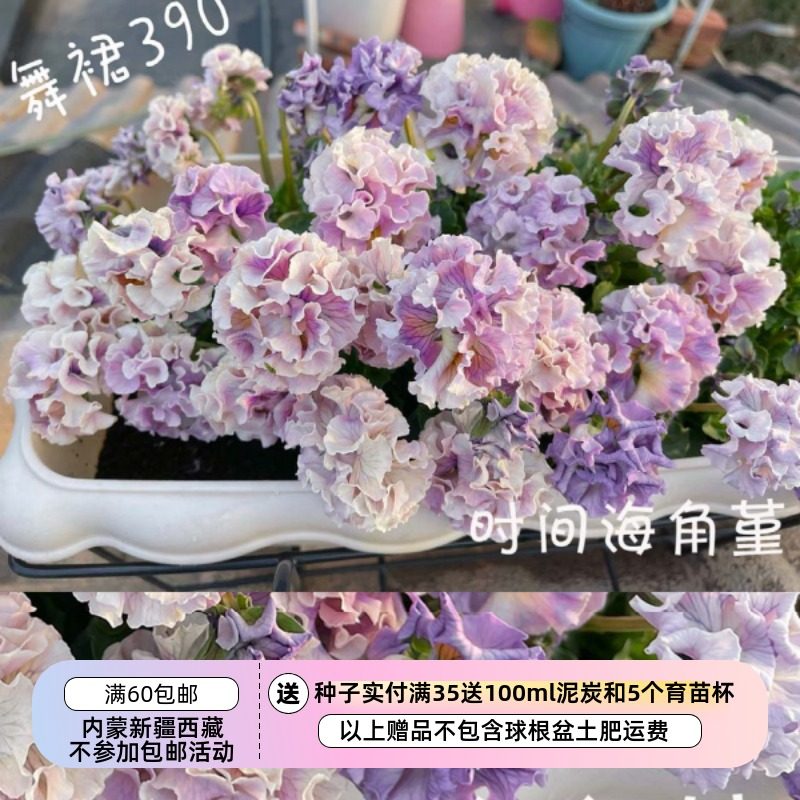 【种子】 24年日系卷边角堇三色堇  时间海花卉农场 礼服德古拉等,鲜花速递/花卉仿真/绿植园艺,家庭园艺种子,淘宝优惠券,粉丝福利购,淘宝优惠卷