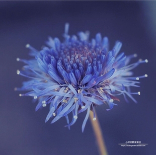 种子 蓝色闪光灯 多年生 伤愈草 10粒 桔梗科