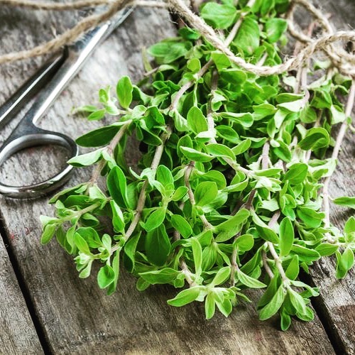 【种子】适合盆栽 多年生香草 甜马郁兰  10粒