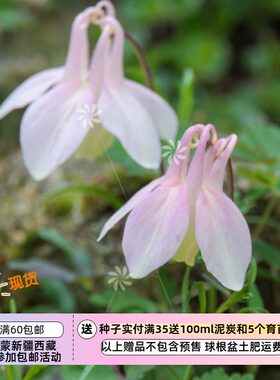 扇型耧斗菜玫瑰粉色5粒