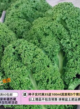 【种子】 霜后更甜 矮生卷叶羽衣甘蓝  西兰种  10粒