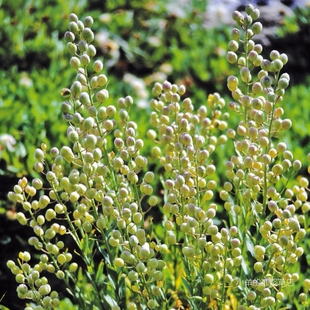 【种子】多年生  十字花科 观果切花  囊果岩芥 小叮当 3粒