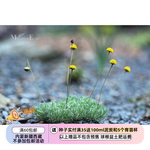 【种子】菊科 芫荽 无-敌可爱 糖果灯球花 10粒