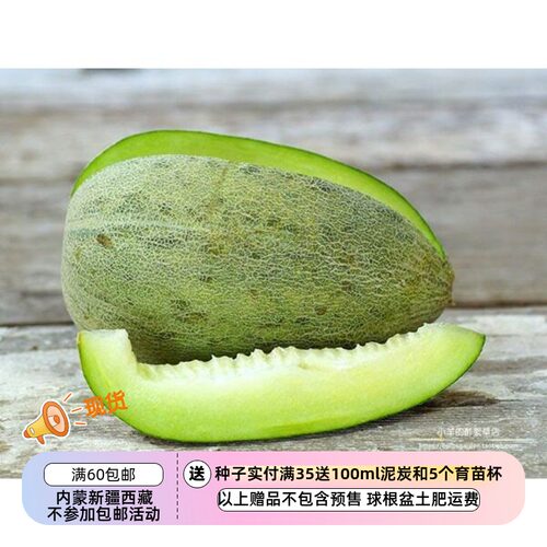 一年生伊拉克柑橘种子