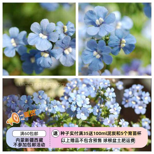 疯狂的小羊蓝色龙面花
