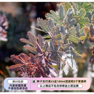 【种子】进口种子  贝利氏相思树 紫叶密羽金合欢 5粒