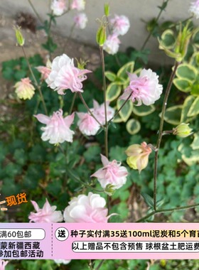 【种子】多年生 耧斗菜 浅粉和白色 双色裙型耧斗菜 5粒