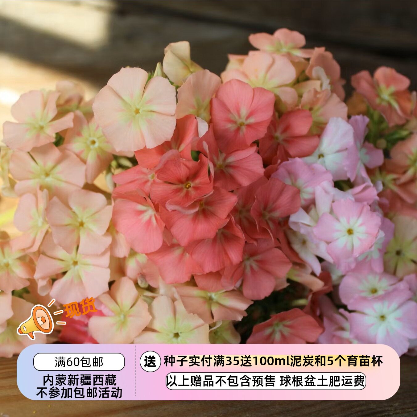【种子】一年生  花芳香 柔和色系福禄考 美丽珊瑚礁 10粒