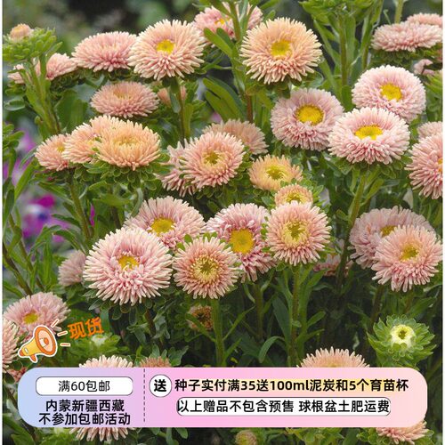 【种子】一年生 切花型半重瓣翠菊  松本系列 杏色 10粒