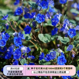 【种子】进口种子 快速开花 紫草科 加州蓝钟花 蓝色奇迹 10粒