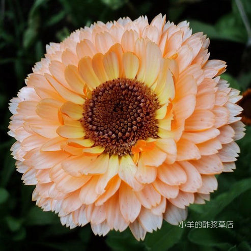 疯狂的小羊金盏菊粉红惊喜