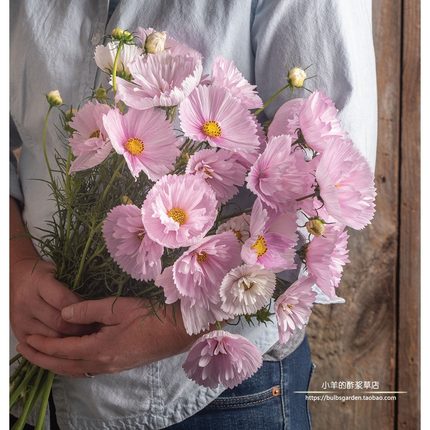 【种子】 夏季耐热波斯菊   纸杯蛋糕  脸红  5粒