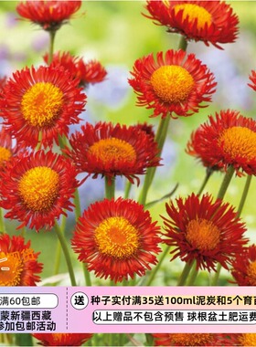 【种子】多年生 橙色雏菊 橙花飞蓬菊 5粒