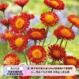 【种子】多年生 橙色雏菊 橙花飞蓬菊 5粒