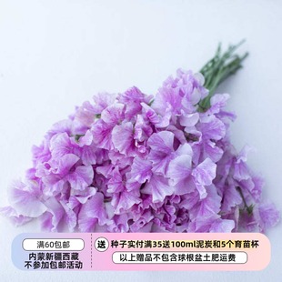 【种子】12月花色补全 新花色-花芳香 爬藤 香豌豆 多种花色可选
