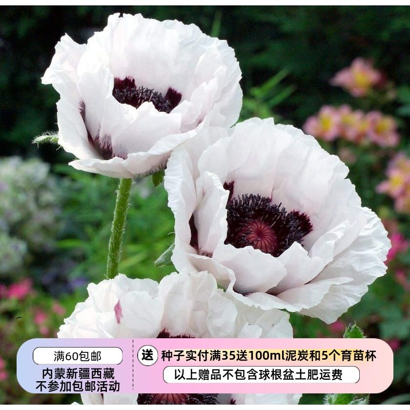 【种子】多年宿根生 超-大花  东方虞美人  皇家婚礼 10粒