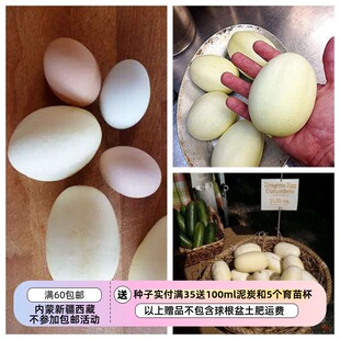 【种子】 传家宝品种 小黄瓜 恐龙蛋 5粒