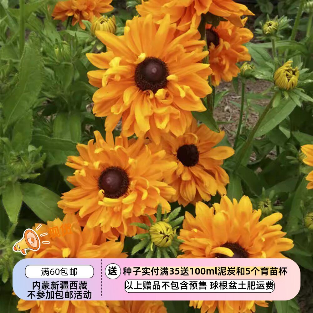 【种子】多年生 切花型  黑眼菊 金光菊 金发姑娘 5粒图片