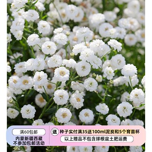 【种子】多年生  菊科 朵朵小棉花团  重瓣珍珠蓍草 钻石 10粒