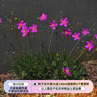 【种子】多年生  肉质根叶  马齿笕科 小花花 草花火10粒