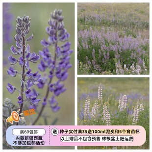 【种子】多年生 白茎羽扇豆 镰状羽扇豆 混色 5粒