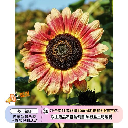 开花快好养活新手推荐向日葵