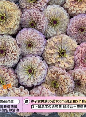 【种子】新品 一年生 夏季耐热 柔和复古 重瓣百日草 亚麻布 3粒