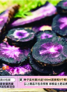 【种子】传家宝品种  鲜食  高花青素 黑色系胡萝卜  黑星云 10粒