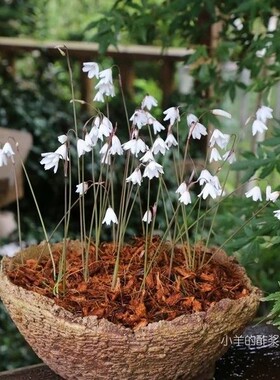 【球根】夏季种植 秋季盛开的白色小铃铛  秋雪片莲