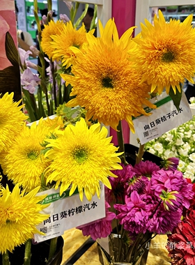 【种子】 夏季耐热 快速开花 重瓣向日葵 橙色橘子汽水 5粒
