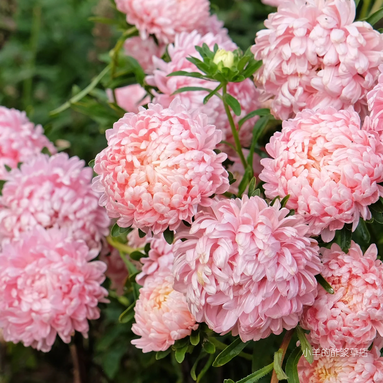 【种子】一年生 切花型重瓣翠菊 公爵夫人 杏色 10粒