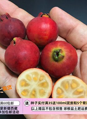 【水果种子】多年生小乔木 桃金娘科 红草莓番石榴 5粒