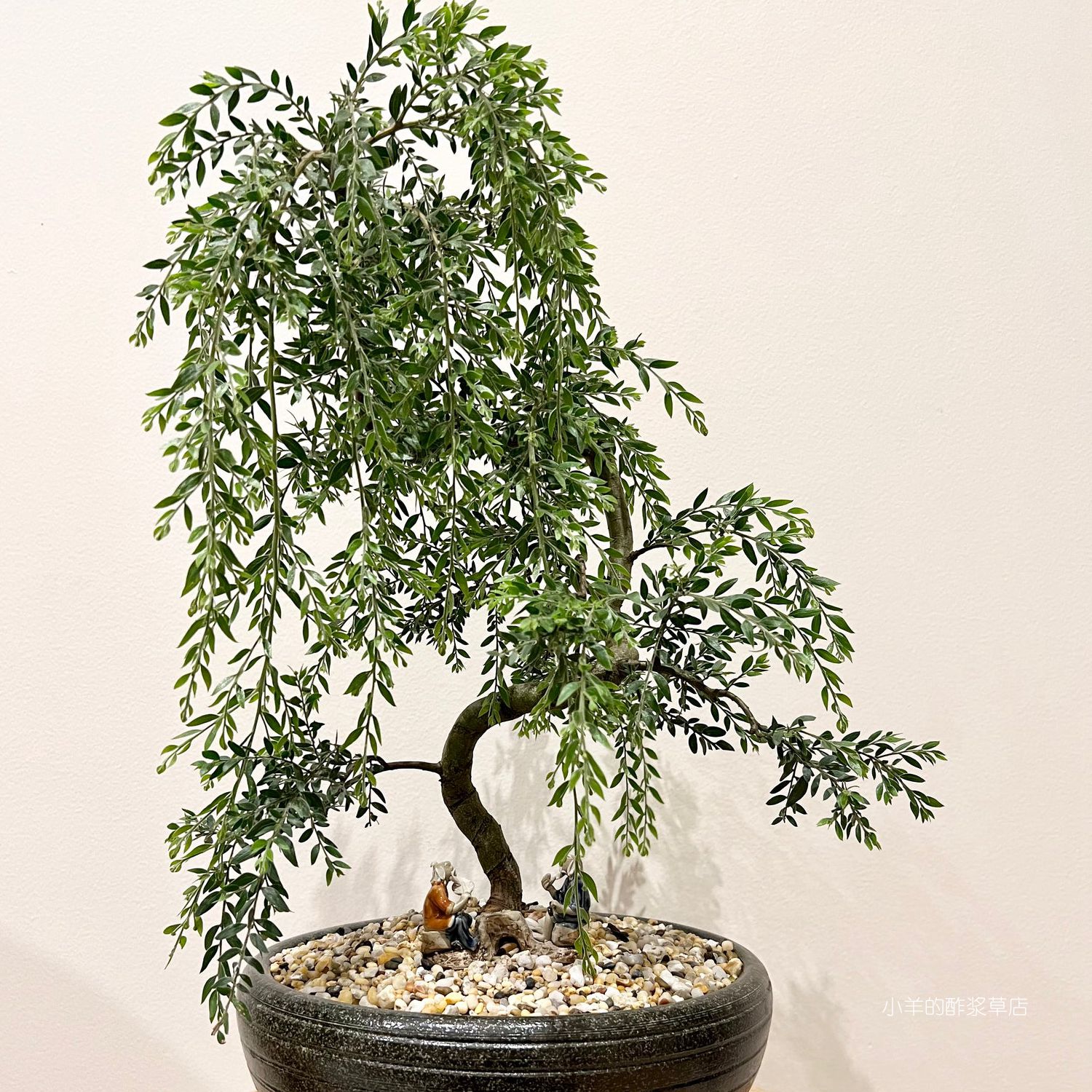 【种子】多年生 适合盆景爱好者的 垂枝金合欢 5粒