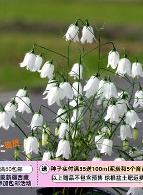 【种子】桔梗科 苏格兰风铃草 白色宝石 10粒