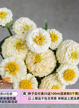 【种子】一年生 夏季耐热 重瓣百日草 俄克拉荷马象牙 10粒