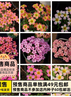 【预-售球根】增加新品 链接5 秋植酢浆草球根 早花糖果盒系列等.