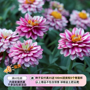 【种子】一年生夏季耐热 矮生百日草 扎哈啦系列树莓波纹 5粒
