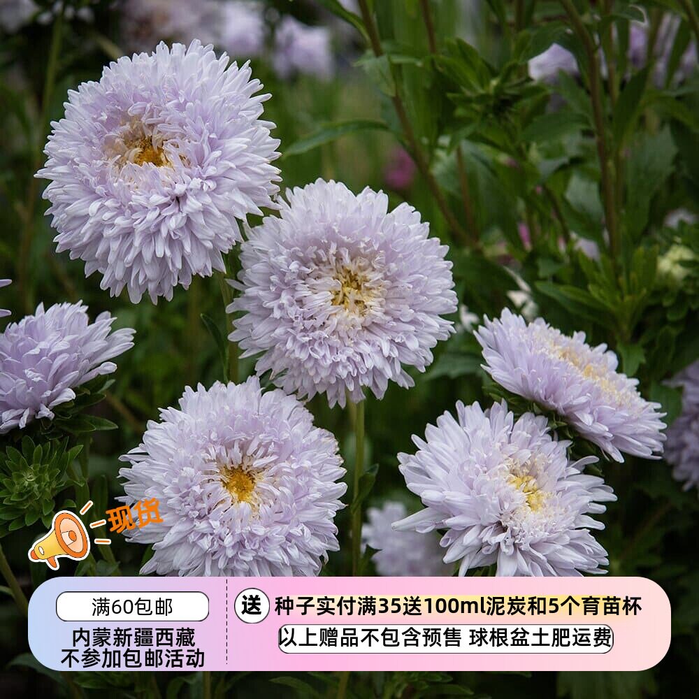 【种子】 切花型 淡薰衣草色 大花重瓣翠菊 斗牛士软蓝色 5粒图片